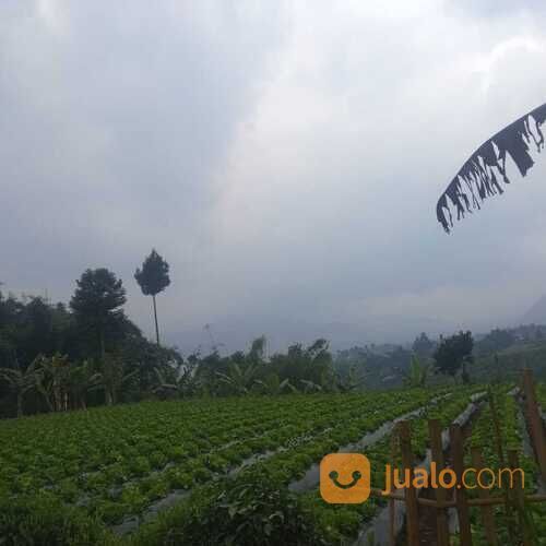 Lahan 300 Jutaan Dekat Gor Pandawa Lima Promo Launching!