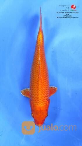 Tempat Beli Ikan Koi Terdekat di Bandung 085-791-708-791 Bisa Kirim Seluruh Indonesia