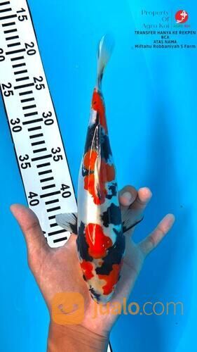 Tempat Beli Ikan Koi Terdekat di Bandung 085-791-708-791 Bisa Kirim Seluruh Indonesia