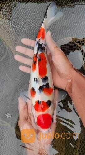 Tempat Beli Ikan Koi Terdekat di Bandung 085-791-708-791 Bisa Kirim Seluruh Indonesia