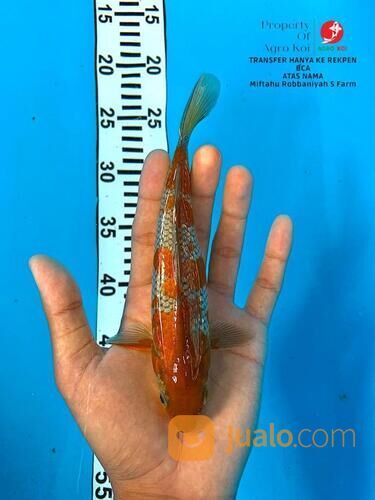 Tempat Beli Ikan Koi Terdekat di Bandung 085-791-708-791 Bisa Kirim Seluruh Indonesia