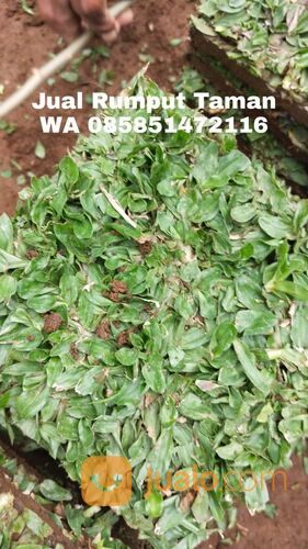 Rumput Gajah Mini Terdekat, Harga Rumput Gajah Mini Per Meter WA 0858 5147 2116