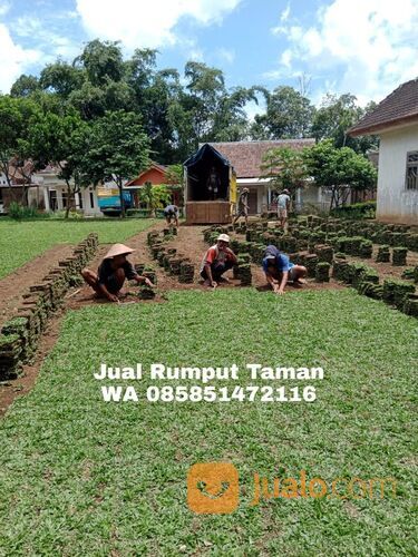 Rumput Gajah Mini Terdekat, Harga Rumput Gajah Mini Per Meter WA 0858 5147 2116