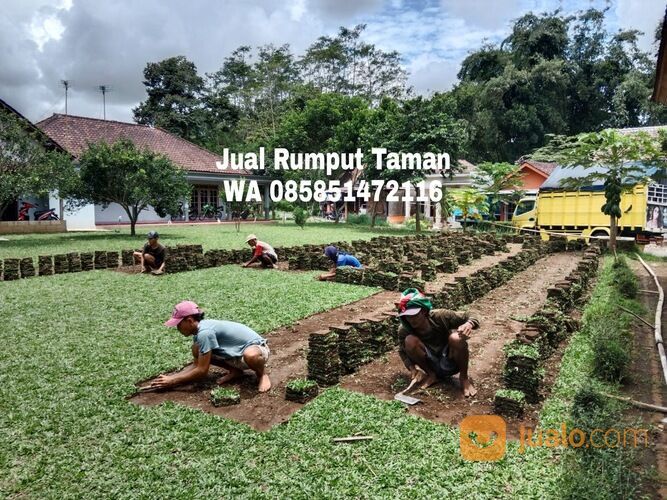 Rumput Gajah Mini Terdekat, Harga Rumput Gajah Mini Per Meter WA 0858 5147 2116