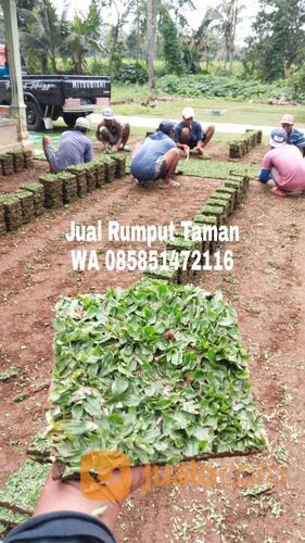 Rumput Gajah Mini Terdekat, Harga Rumput Gajah Mini Per Meter WA 0858 5147 2116
