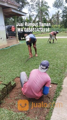 Rumput Gajah Mini Terdekat, Harga Rumput Gajah Mini Per Meter WA 0858 5147 2116