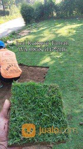 Harga Rumput Golf Per Meter, Beli Rumput Golf Terdekat WA 0858 5147 2116