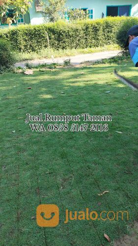 Harga Rumput Golf Per Meter, Beli Rumput Golf Terdekat WA 0858 5147 2116