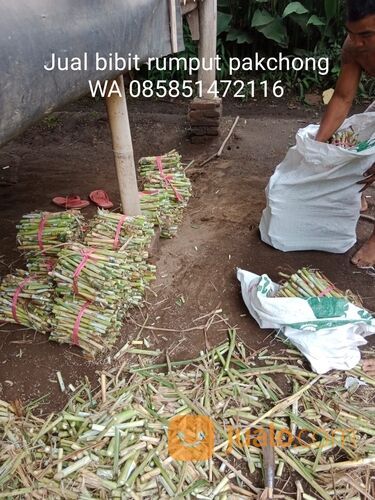 Bibit Rumput Pakchong Terdekat, Harga Bibit Rumput Pakchong Perbatang WA 0858 5147 2116
