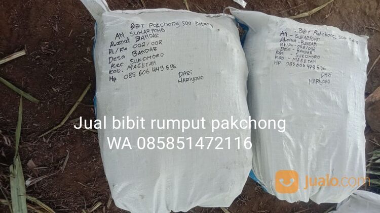 Bibit Rumput Pakchong Terdekat, Harga Bibit Rumput Pakchong Perbatang WA 0858 5147 2116