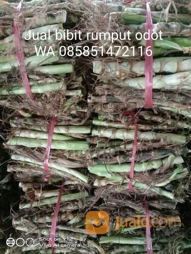 Harga Bibit Rumput Odot Perbatang, Beli Bibit Odot Terdekat WA 0858 5147 2116