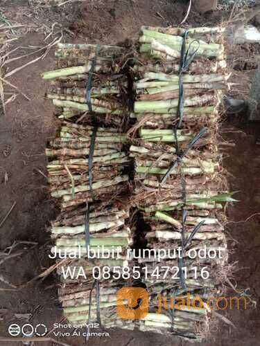 Harga Bibit Rumput Odot Perbatang, Beli Bibit Odot Terdekat WA 0858 5147 2116