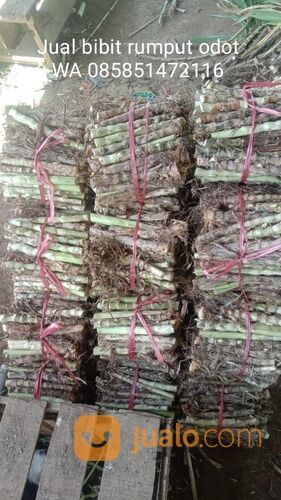 Harga Bibit Rumput Odot Perbatang, Beli Bibit Odot Terdekat WA 0858 5147 2116