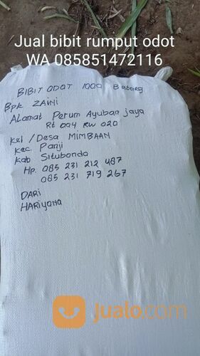 Harga Bibit Rumput Odot Perbatang, Beli Bibit Odot Terdekat WA 0858 5147 2116