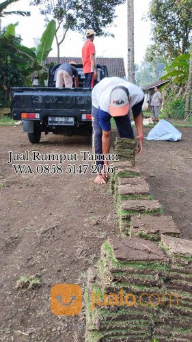 Harga Rumput Manila Per Meter, Beli Rumput Manila Terdekat WA 0858 5147 2116