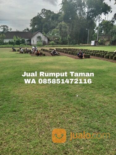 Harga Rumput Manila Per Meter, Beli Rumput Manila Terdekat WA 0858 5147 2116