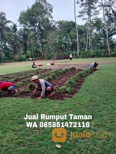Harga Rumput Manila Per Meter, Beli Rumput Manila Terdekat WA 0858 5147 2116