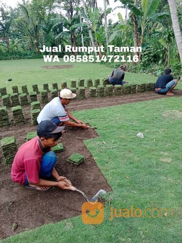 Harga Rumput Manila Per Meter, Beli Rumput Manila Terdekat WA 0858 5147 2116