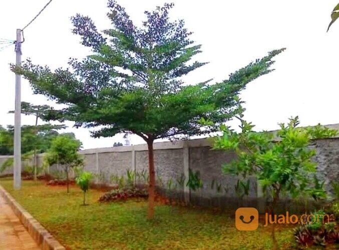 Pohon Ketapang Kota Banjar Unggul 081272952618 Bergaransi