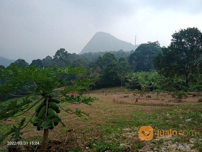 Tanah Kavling Produktif luas 500 meter beserta tanaman dan Pengelolaan Kebun nya juga di Bogor