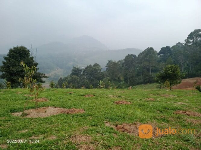 Tanah Kavling Produktif luas 500 meter beserta tanaman dan Pengelolaan Kebun nya juga di Bogor
