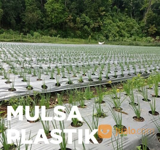 Mulsa Plastik Roll Murah untuk Tanaman Kebun