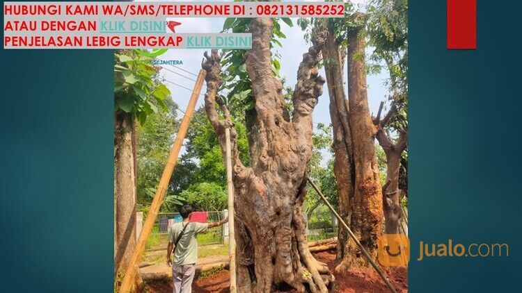 Pohon Pule Kabupaten Magelang Unggul 081272952618 Bergaransi