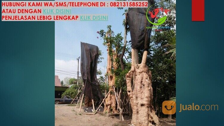 Pohon Pule Kabupaten Magelang Unggul 081272952618 Bergaransi