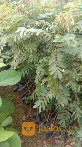 Bibit Tanaman Perindang Johar/Juar - Siap Tanam