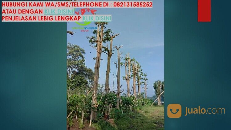 Pohon Pule Kabupaten Semarang Unggul 081272952618 Bergaransi