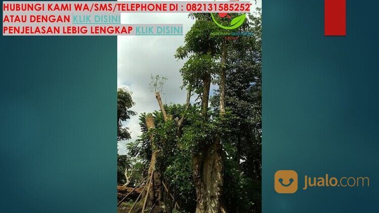 Pohon Pule Kabupaten Semarang Unggul 081272952618 Bergaransi