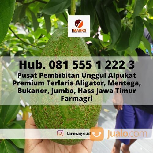 BIBIT ALPUKAT, Hub. 081 555 1 222 3, Pusat Pembibitan Unggul Alpukat Premium Terlaris