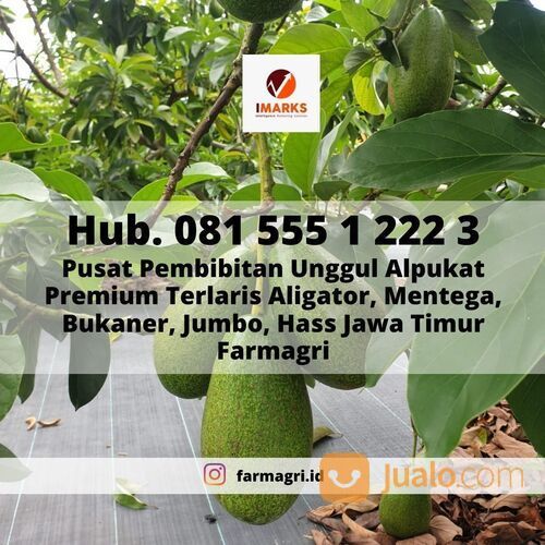 BIBIT ALPUKAT, Hub. 081 555 1 222 3, Pusat Pembibitan Unggul Alpukat Premium Terlaris