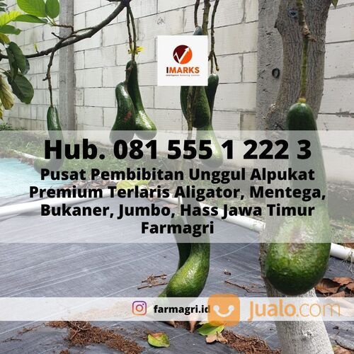 BIBIT ALPUKAT, Hub. 081 555 1 222 3, Pusat Pembibitan Unggul Alpukat Premium Terlaris