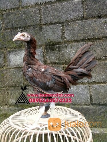 sepasang ayam pilipin AK47