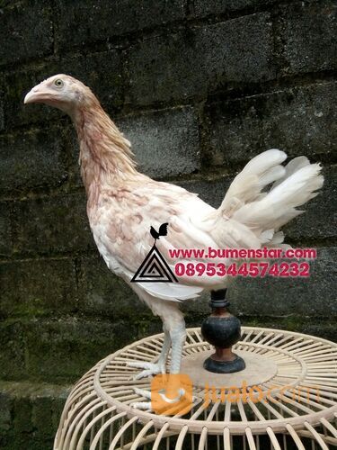 sepasang ayam pilipin AK47