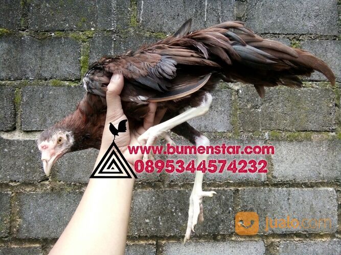 sepasang ayam pilipin AK47