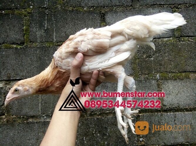 sepasang ayam pilipin AK47