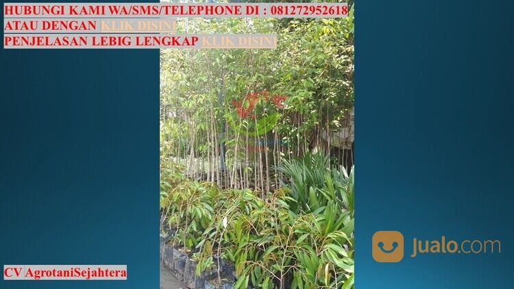 Bibit Pohon Gaharu Kabupaten Blitar Unggul 081272952618 Bergaransi