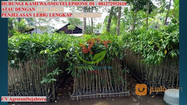 Bibit Pohon Gaharu Kabupaten Blitar Unggul 081272952618 Bergaransi