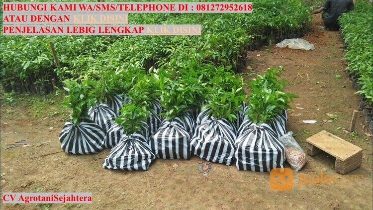 Bibit Pohon Gaharu Kabupaten Blitar Unggul 081272952618 Bergaransi