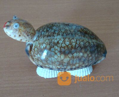 Pajangan Ornament Kura - Kura dari Kerang
