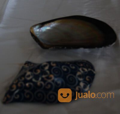 Wadah Sabun Unik Dari Kulit Kerang