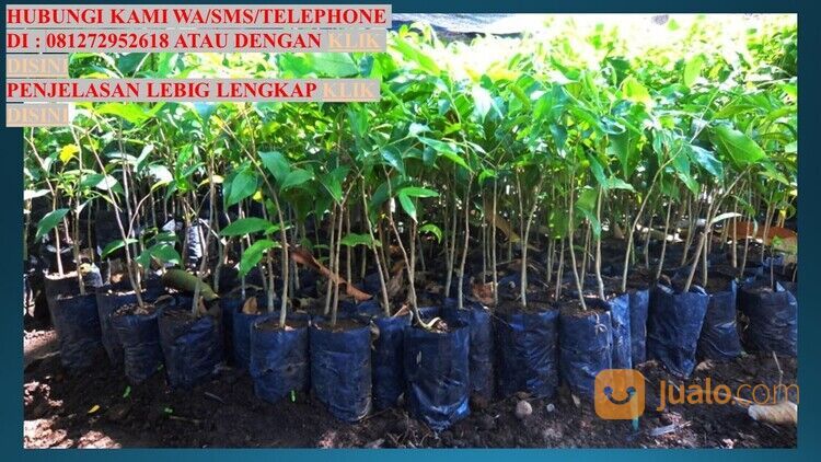 Bibit Pohon Gaharu Kabupaten Mojokerto Unggul 081272952618 Bergaransi