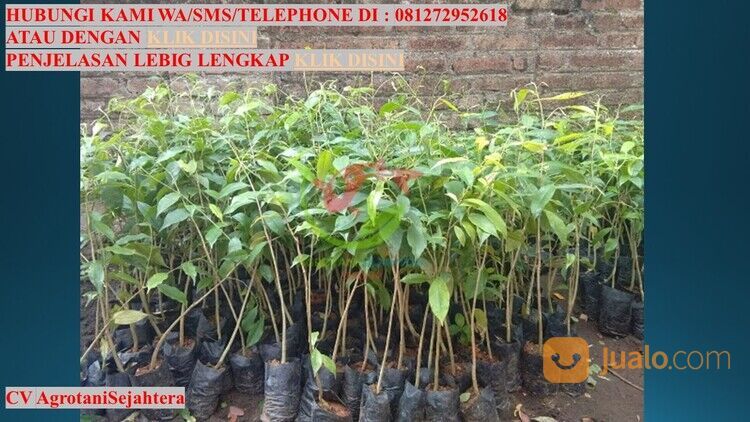 Bibit Pohon Gaharu Kabupaten Mojokerto Unggul 081272952618 Bergaransi
