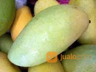 Bibit Tanaman Buah Mangga Budi raja - Mangga Raja