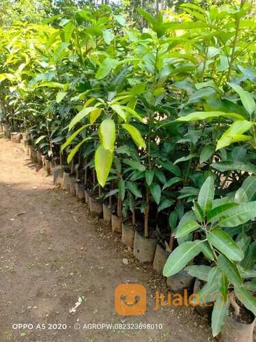 Bibit Tanaman Buah Mangga Budi raja - Mangga Raja