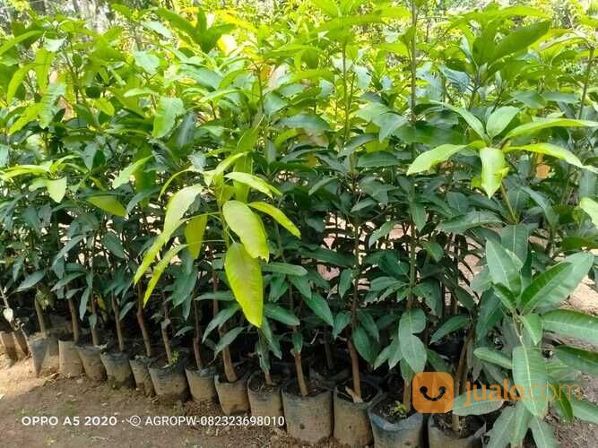 Bibit Tanaman Buah Mangga Budi raja - Mangga Raja