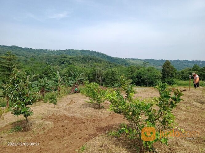Lahan Kosong Tanah Produktif Kavling Kebun pesona Bukit Madani Bogor
