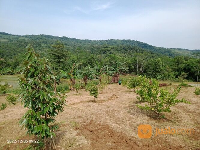 Lahan Kosong Tanah Produktif Kavling Kebun pesona Bukit Madani Bogor